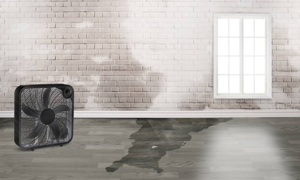 Best Mold removal after water damage  in Piqua, OH